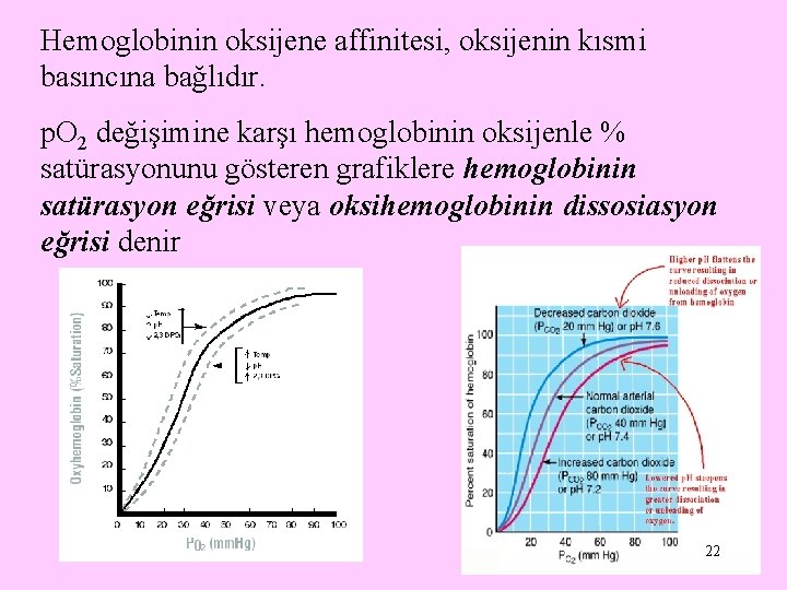 Hemoglobinin oksijene affinitesi, oksijenin kısmi basıncına bağlıdır. p. O 2 değişimine karşı hemoglobinin oksijenle