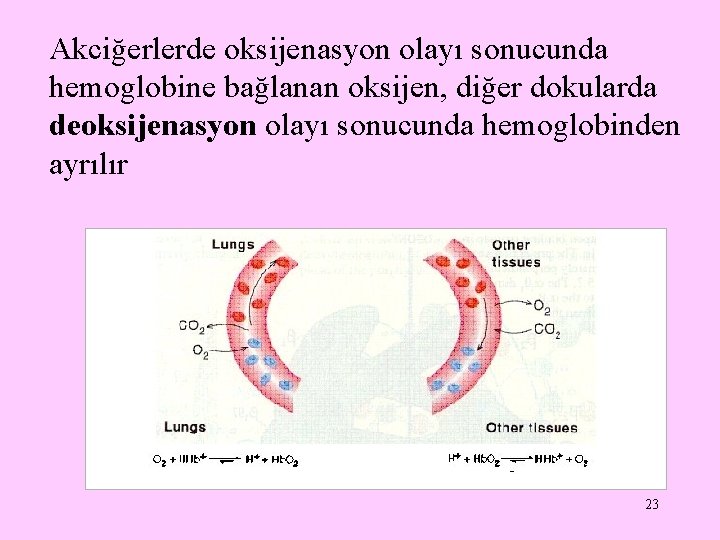 Akciğerlerde oksijenasyon olayı sonucunda hemoglobine bağlanan oksijen, diğer dokularda deoksijenasyon olayı sonucunda hemoglobinden ayrılır