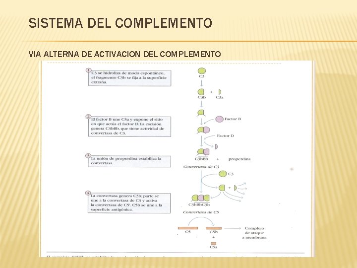 SISTEMA DEL COMPLEMENTO VIA ALTERNA DE ACTIVACION DEL COMPLEMENTO 