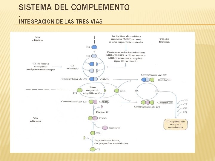 SISTEMA DEL COMPLEMENTO. INTEGRACION DE LAS TRES VIAS 