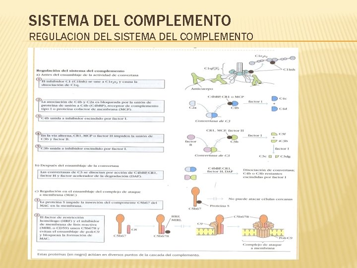 SISTEMA DEL COMPLEMENTO REGULACION DEL SISTEMA DEL COMPLEMENTO 