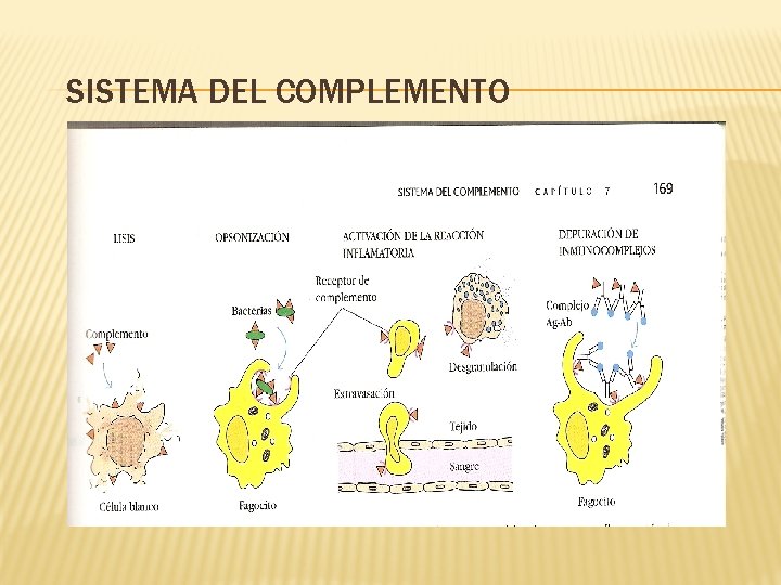 SISTEMA DEL COMPLEMENTO 