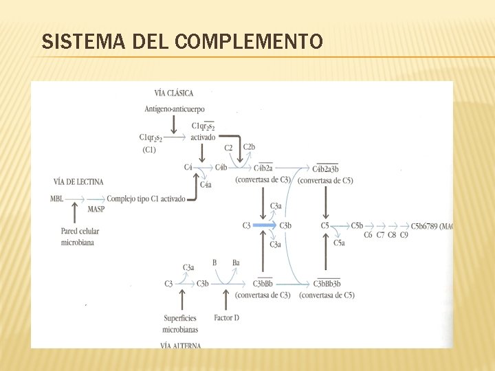 SISTEMA DEL COMPLEMENTO 