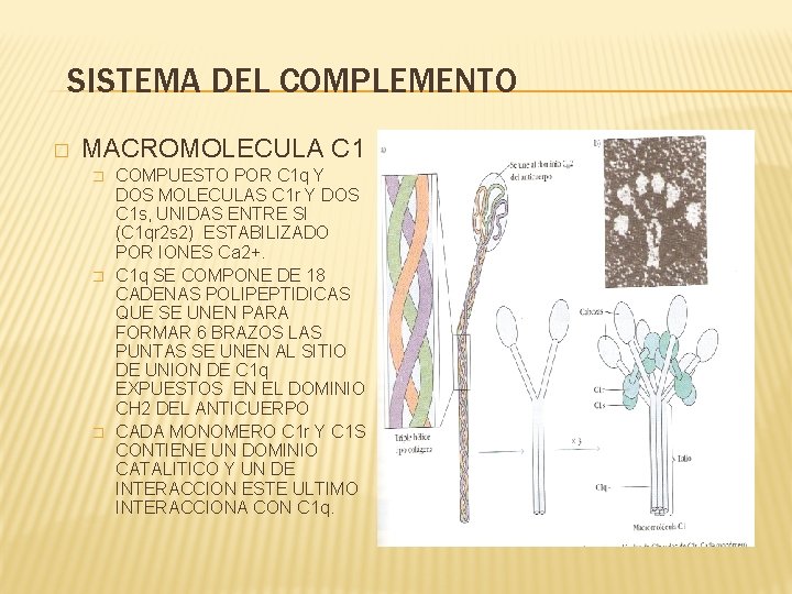 SISTEMA DEL COMPLEMENTO � MACROMOLECULA C 1 � � � COMPUESTO POR C 1