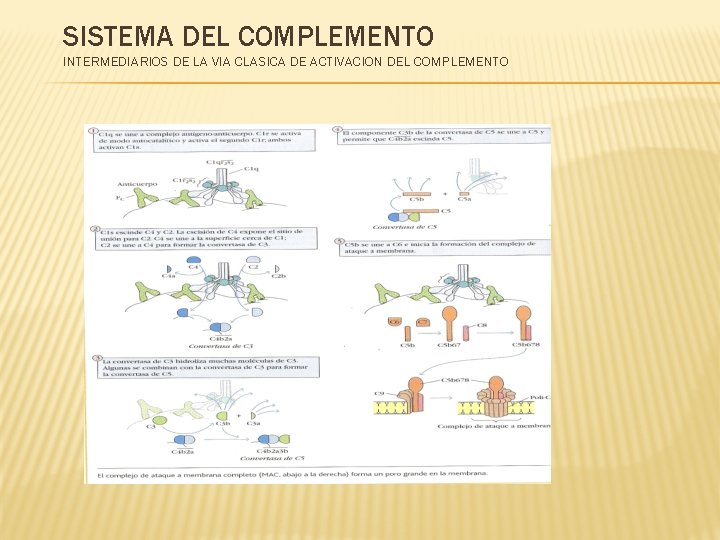 SISTEMA DEL COMPLEMENTO INTERMEDIARIOS DE LA VIA CLASICA DE ACTIVACION DEL COMPLEMENTO 