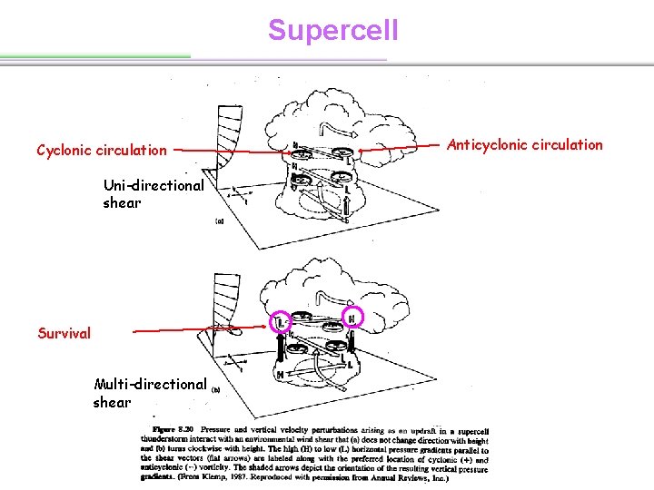 Supercell Cyclonic circulation Uni-directional shear Survival Multi-directional shear Anticyclonic circulation 
