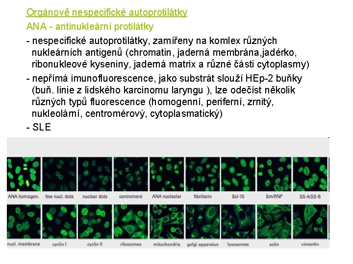  • Orgánově nespecifické autoprotilátky • ANA - antinukleární protilátky • - nespecifické autoprotilátky,