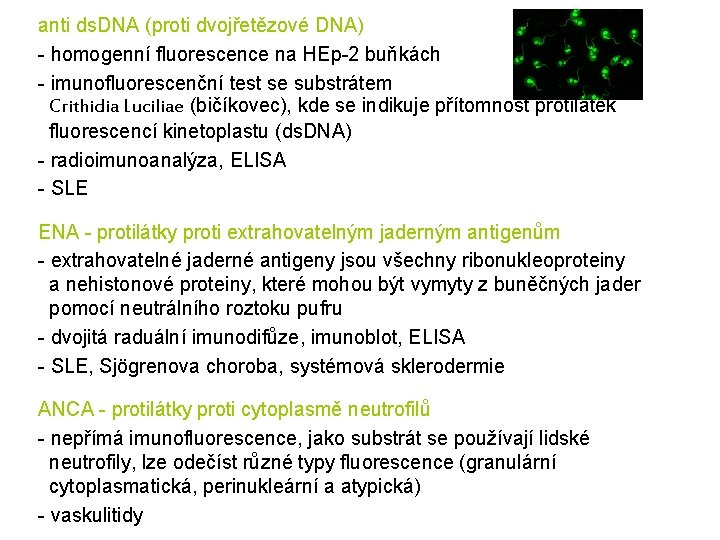 anti ds. DNA (proti dvojřetězové DNA) - homogenní fluorescence na HEp-2 buňkách - imunofluorescenční