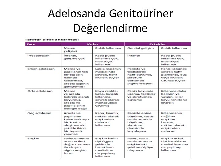 Adelosanda Genitoüriner Değerlendirme 