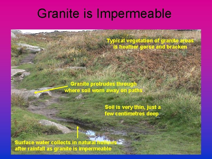 Granite is Impermeable Typical vegetation of granite areas is heather gorse and bracken Granite