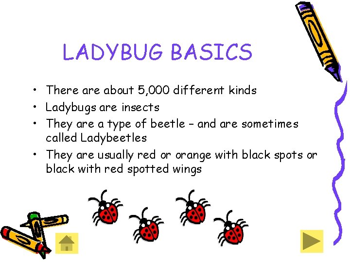 LADYBUG BASICS • There about 5, 000 different kinds • Ladybugs are insects • LADYBUG BASICS • There about 5, 000 different kinds • Ladybugs are insects •