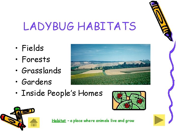 LADYBUG HABITATS • • • Fields Forests Grasslands Gardens Inside People’s Homes Habitat – LADYBUG HABITATS • • • Fields Forests Grasslands Gardens Inside People’s Homes Habitat –