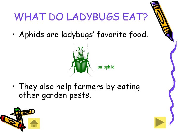 WHAT DO LADYBUGS EAT? • Aphids are ladybugs’ favorite food. an aphid • They WHAT DO LADYBUGS EAT? • Aphids are ladybugs’ favorite food. an aphid • They