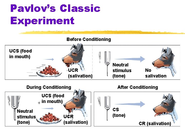 Pavlov’s Classic Experiment Before Conditioning UCS (food in mouth) UCR (salivation) During Conditioning Neutral