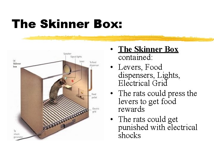 The Skinner Box: • The Skinner Box contained: • Levers, Food dispensers, Lights, Electrical