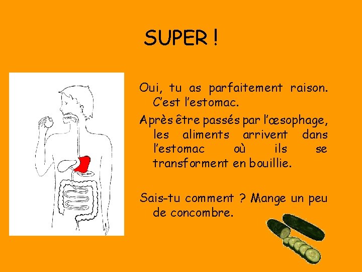 SUPER ! Oui, tu as parfaitement raison. C’est l’estomac. Après être passés par l’œsophage,