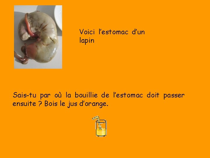 Voici l’estomac d’un lapin Sais-tu par où la bouillie de l’estomac doit passer ensuite