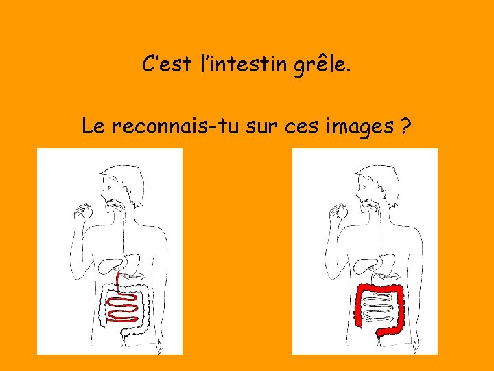 C’est l’intestin grêle. Le reconnais-tu sur ces images ? 