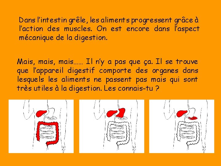 Dans l’intestin grêle, les aliments progressent grâce à l’action des muscles. On est encore