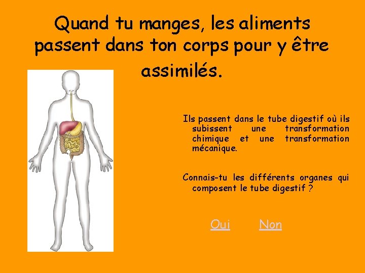 Quand tu manges, les aliments passent dans ton corps pour y être assimilés. Ils