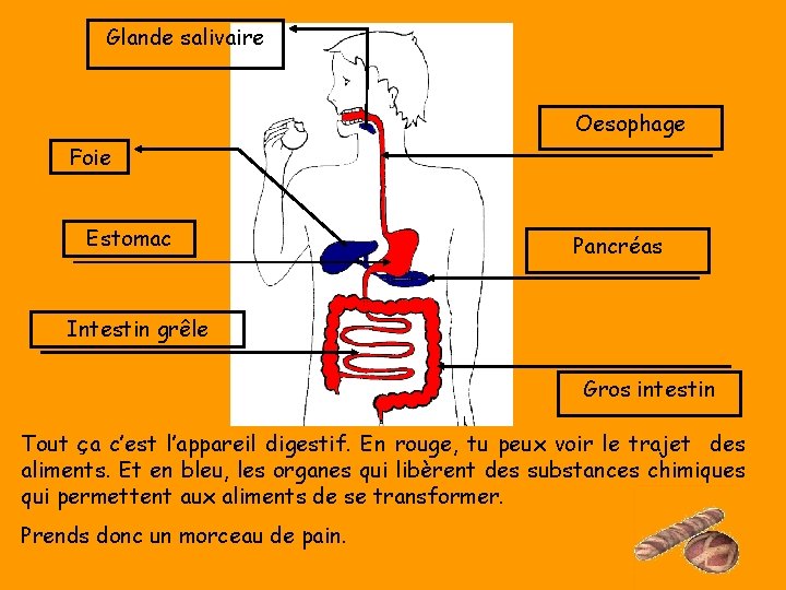 Glande salivaire Oesophage Foie Estomac Pancréas Intestin grêle Gros intestin Tout ça c’est l’appareil