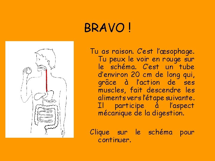 BRAVO ! Tu as raison. C’est l’œsophage. Tu peux le voir en rouge sur