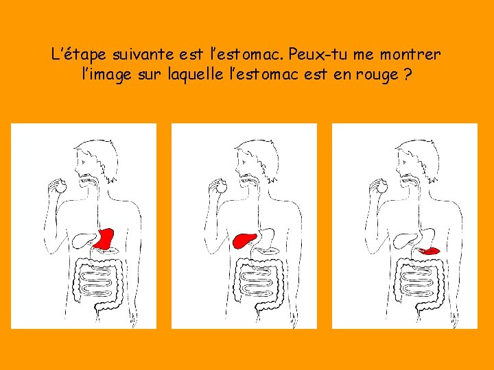 L’étape suivante est l’estomac. Peux-tu me montrer l’image sur laquelle l’estomac est en rouge