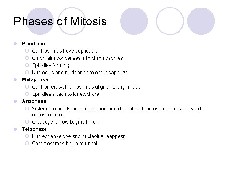 Phases of Mitosis l Prophase ¡ Centrosomes have duplicated ¡ Chromatin condenses into chromosomes