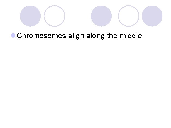 l Chromosomes align along the middle 