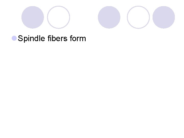 l Spindle fibers form 