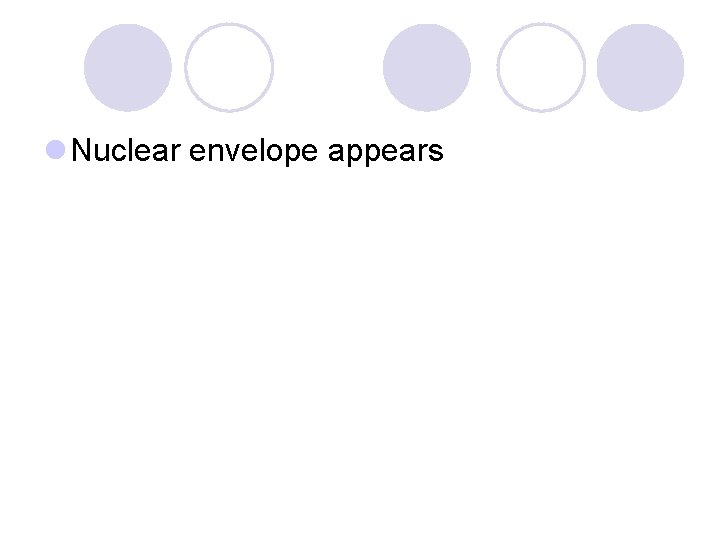 l Nuclear envelope appears 