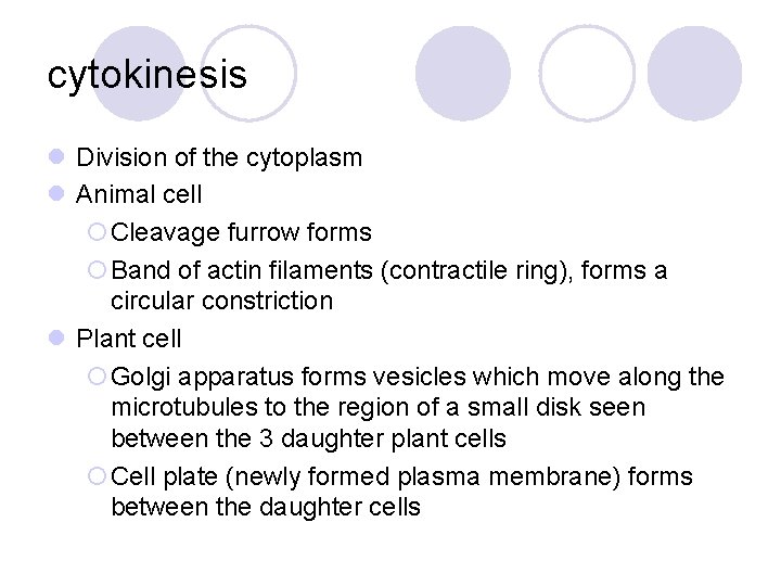 cytokinesis l Division of the cytoplasm l Animal cell ¡Cleavage furrow forms ¡Band of