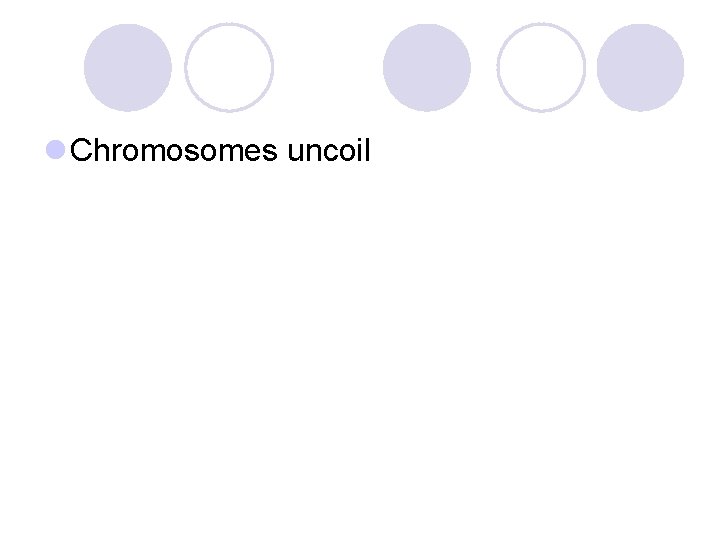 l Chromosomes uncoil 