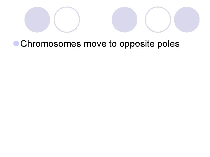 l Chromosomes move to opposite poles 