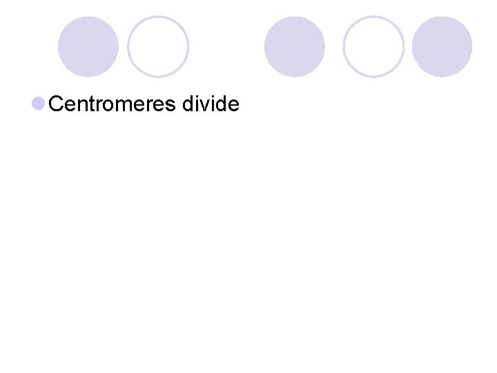 l Centromeres divide 