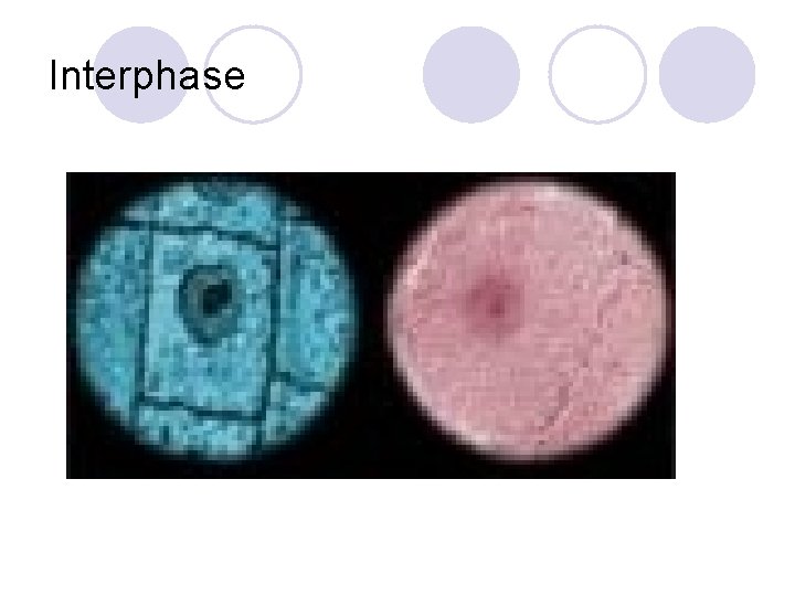 Interphase 