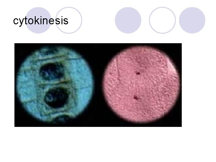 cytokinesis 