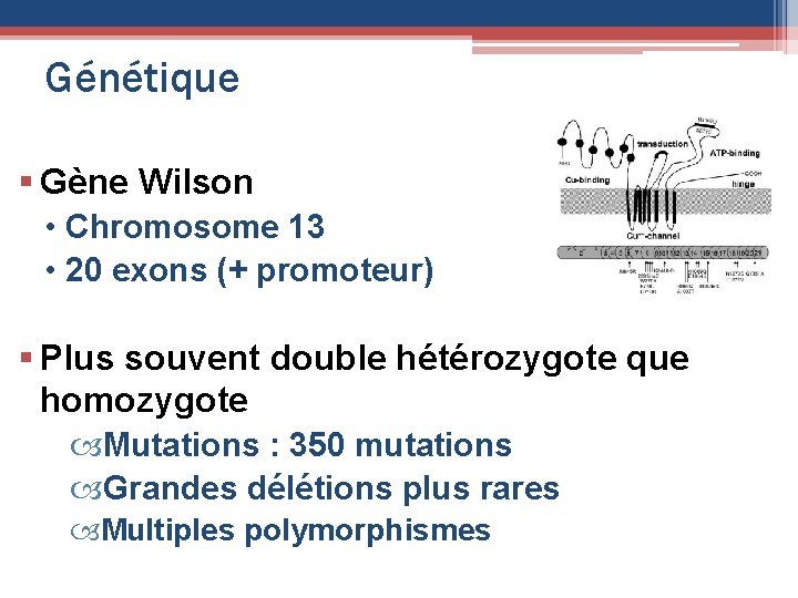 Génétique § Gène Wilson • Chromosome 13 • 20 exons (+ promoteur) § Plus