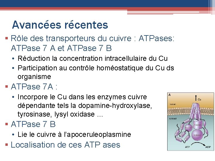 Avancées récentes § Rôle des transporteurs du cuivre : ATPases: ATPase 7 A et