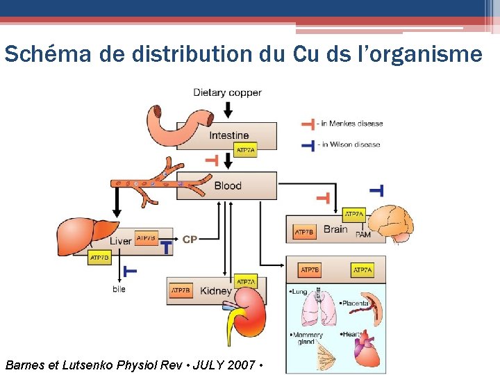 Schéma de distribution du Cu ds l’organisme Barnes et Lutsenko Physiol Rev • JULY