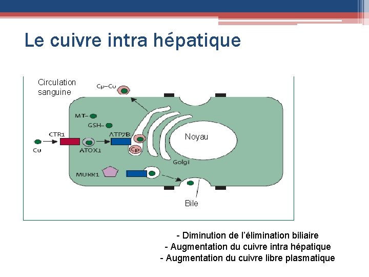 Le cuivre intra hépatique Circulation sanguine Noyau Bile - Diminution de l’élimination biliaire -