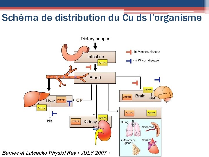 Schéma de distribution du Cu ds l’organisme Barnes et Lutsenko Physiol Rev • JULY
