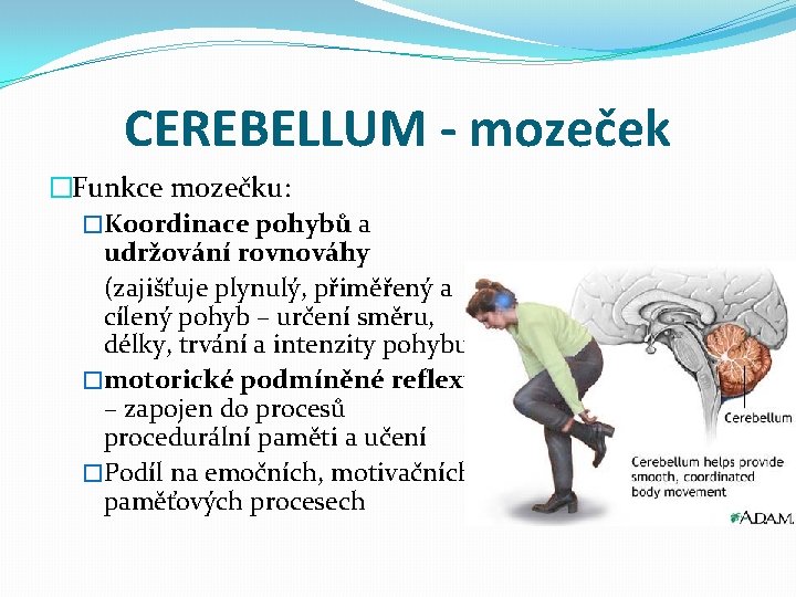CEREBELLUM - mozeček �Funkce mozečku: �Koordinace pohybů a udržování rovnováhy (zajišťuje plynulý, přiměřený a