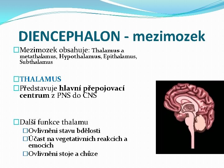 DIENCEPHALON - mezimozek �Mezimozek obsahuje: Thalamus a metathalamus, Hypothalamus, Epithalamus, Subthalamus �THALAMUS �Představuje hlavní