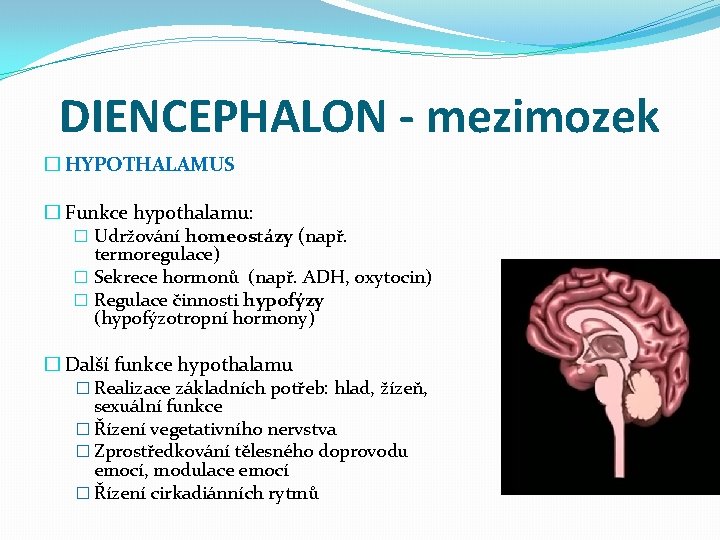 DIENCEPHALON - mezimozek � HYPOTHALAMUS � Funkce hypothalamu: � Udržování homeostázy (např. termoregulace) �