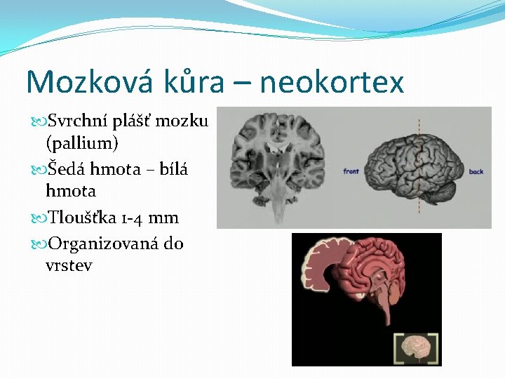 Mozková kůra – neokortex Svrchní plášť mozku (pallium) Šedá hmota – bílá hmota Tloušťka