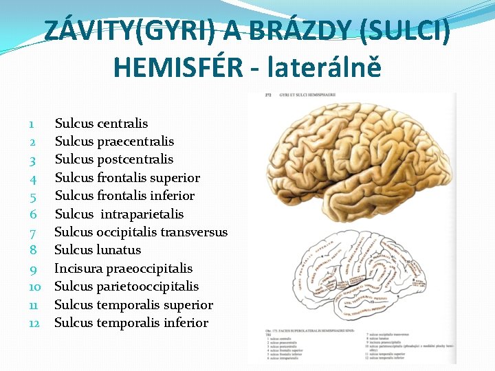 ZÁVITY(GYRI) A BRÁZDY (SULCI) HEMISFÉR - laterálně 1 2 3 4 5 6 7