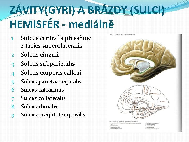 ZÁVITY(GYRI) A BRÁZDY (SULCI) HEMISFÉR - mediálně Sulcus centralis přesahuje z facies superolateralis 2