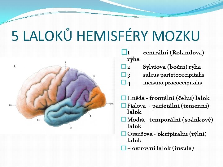 5 LALOKŮ HEMISFÉRY MOZKU � 1 centrální (Rolandova) rýha � 2 Sylviova (boční) rýha