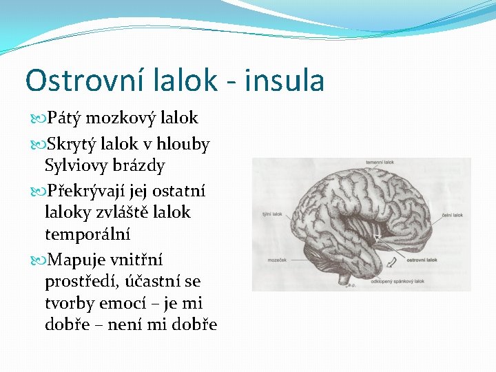 Ostrovní lalok - insula Pátý mozkový lalok Skrytý lalok v hlouby Sylviovy brázdy Překrývají